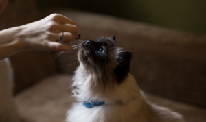 Kattenvoeding