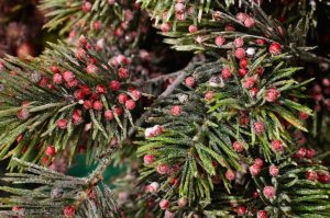 Taxus Plant